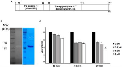 Motility increase of adherent invasive Escherichia coli (AIEC) induced by a sub-inhibitory concentration of recombinant endolysin LysPA90